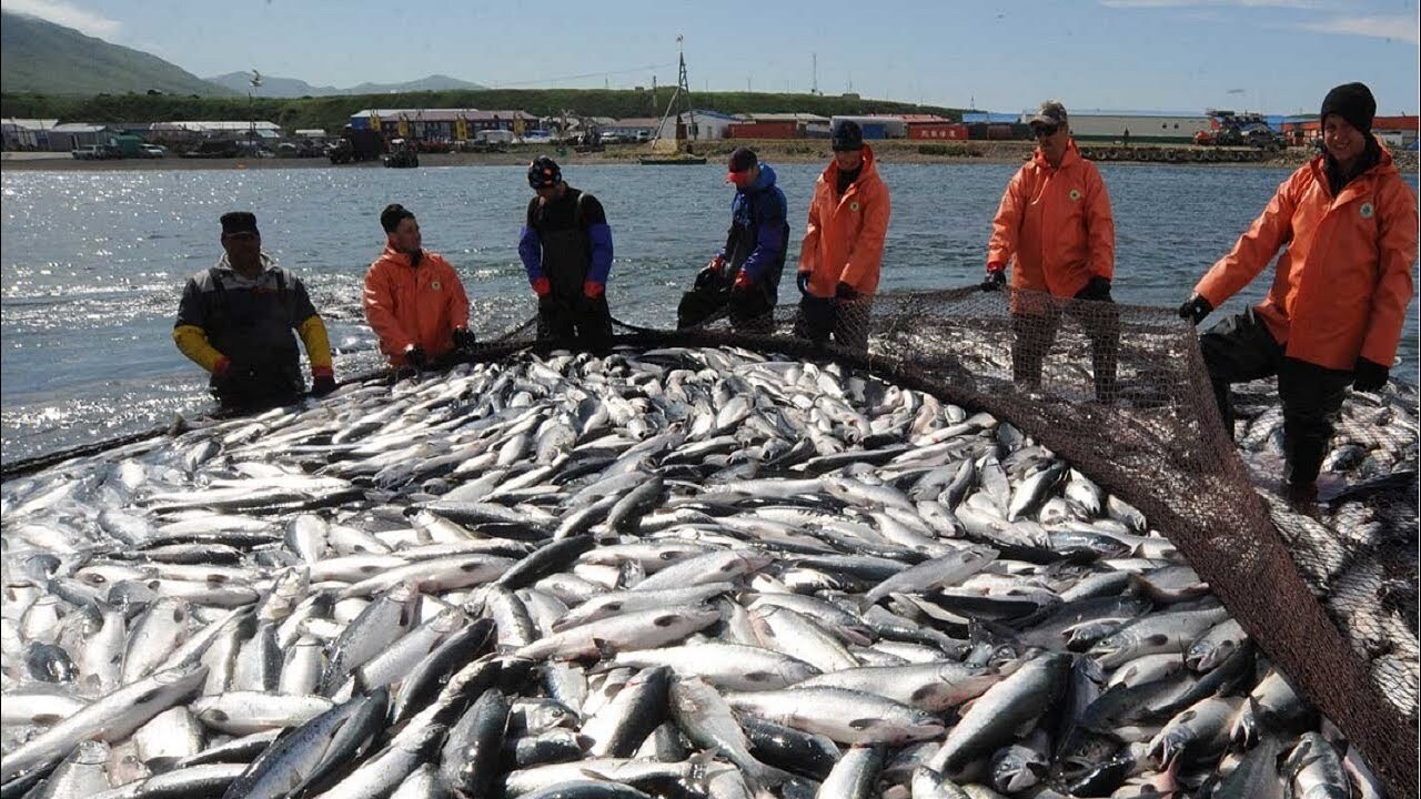 صید ماهی ساردین در بوشهر تا اطلاع ثانوی ممنوع است