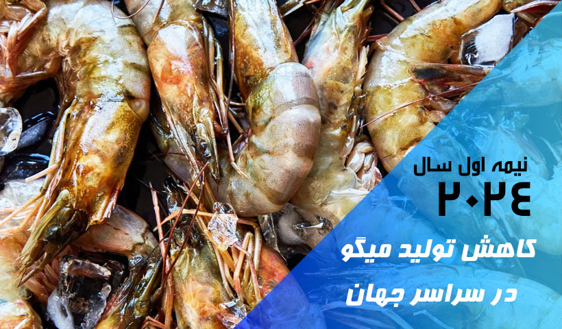 کاهش تولید میگو در نیمه اول سال 2024 در سراسر جهان