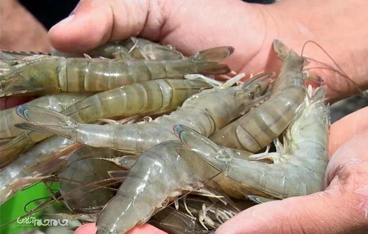 پیش بینی تولید ۴ هزار تن میگو در گلستان