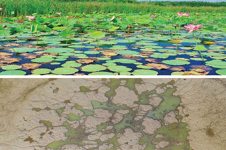 تالاب انزلی در حال نابودی است