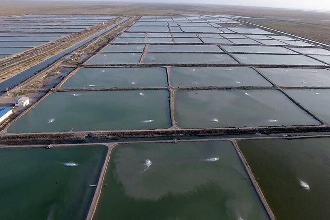 شیلات و آبزی‌ پروری موتور محرک توسعه کشور است