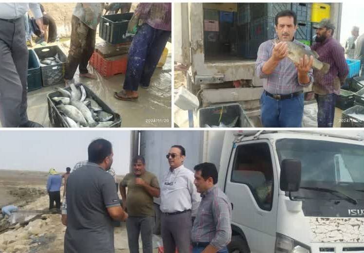 ۱۵۰ تن ماهی سی‌باس از استخرهای بوشهر برداشت شد