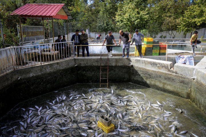 پرورش بیش از 1060 تن ماهی گرمابی در استان اردبیل