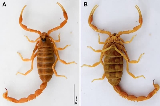 کشف یک گونه عقرب با زیستگاه ساحلی در بندرعباس