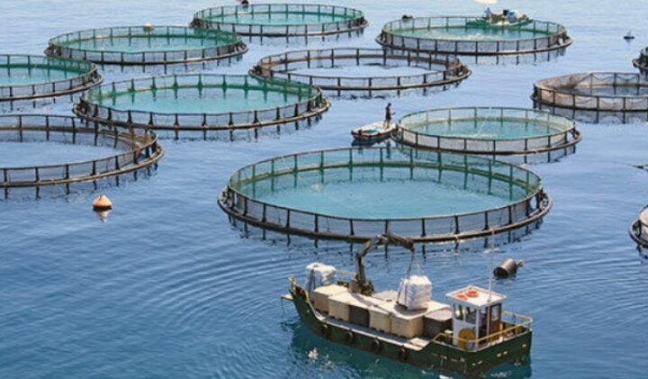 آبزی پروری در دریا؛ شیرین و پرسود