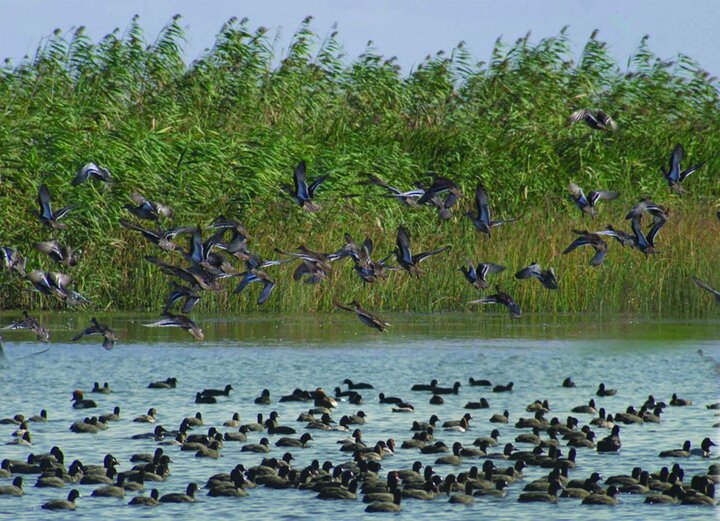 کیاشهر، شهر تالابی جهان شد