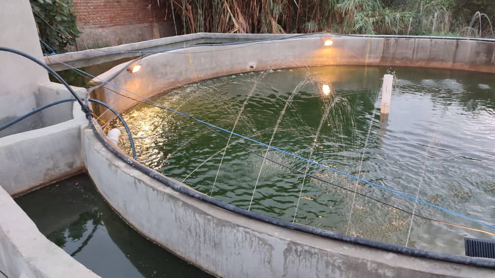 گیلان در پرورش متراکم ماهی گرمابی پیشتاز است