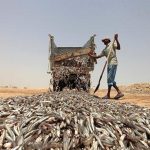مشکل بوی نامطبوع ماهی در سوزا قشم حل شد