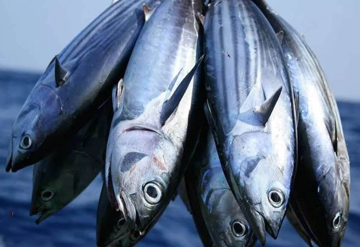 تأکید بر برخورد قاطع با صید غیرمجاز در هرمزگان برای حفظ ذخایر آبزیان