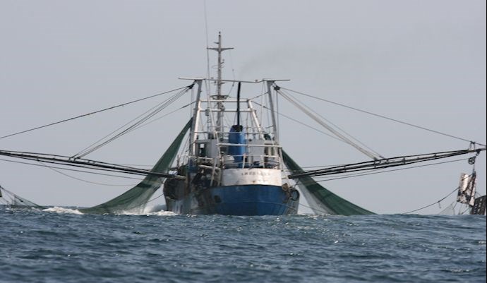 مجلس، عملکرد سازمان شیلات را زیر ذره‌بین می‌برد: تحقیق و تفحص در 7 محور