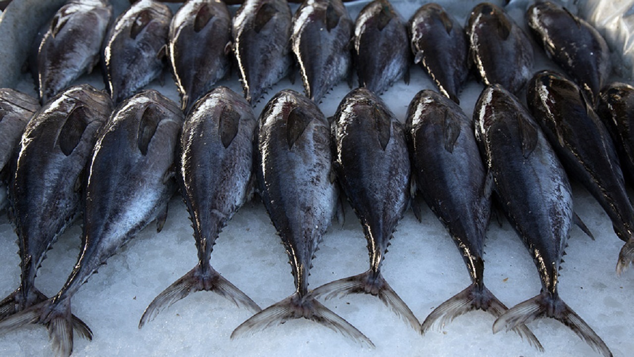 کشف ۲۳ تن ماهی قاچاق در جاسک