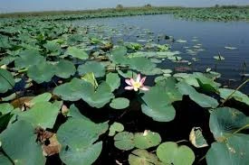 تالاب انزلی در آستانه نابودی