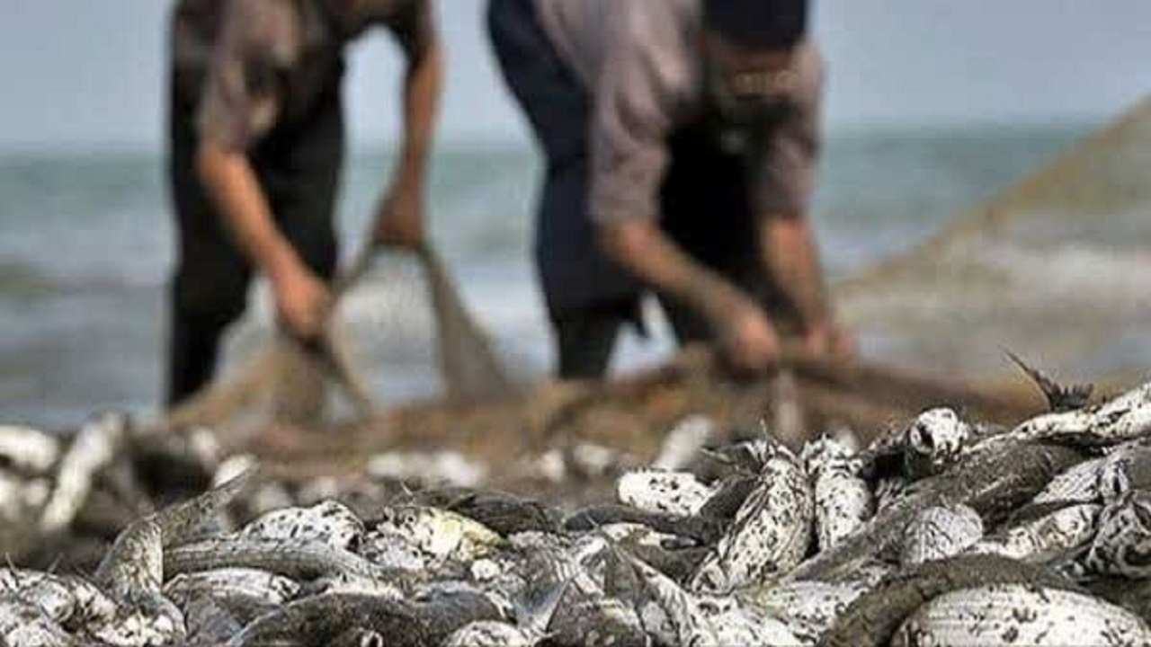 تمدید فصل صید در مازندران به دلیل شرایط نامساعد جوی؛ افزایش ارزش اقتصادی صید