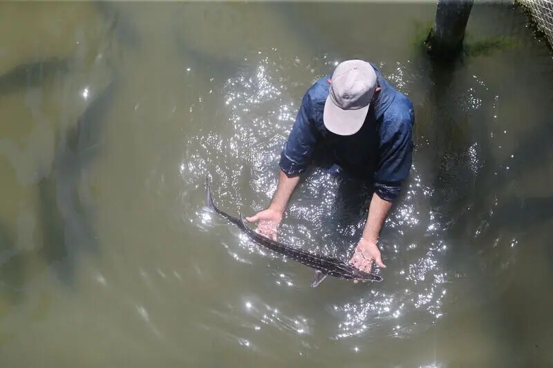 رکوردهای جدید در شیلات گیلان؛ از پیشی گرفتن از برنامه هفتم توسعه تا جهش صادراتی ۶۰ میلیون دلاری