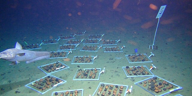 فرمان ترامپ برای تسخیر معادن اعماق دریا: رقابت با چین در بستر اقیانوس آرام