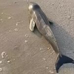 مشاهده لاشه یک «پورپویز» در ساحل بندرلنگه
