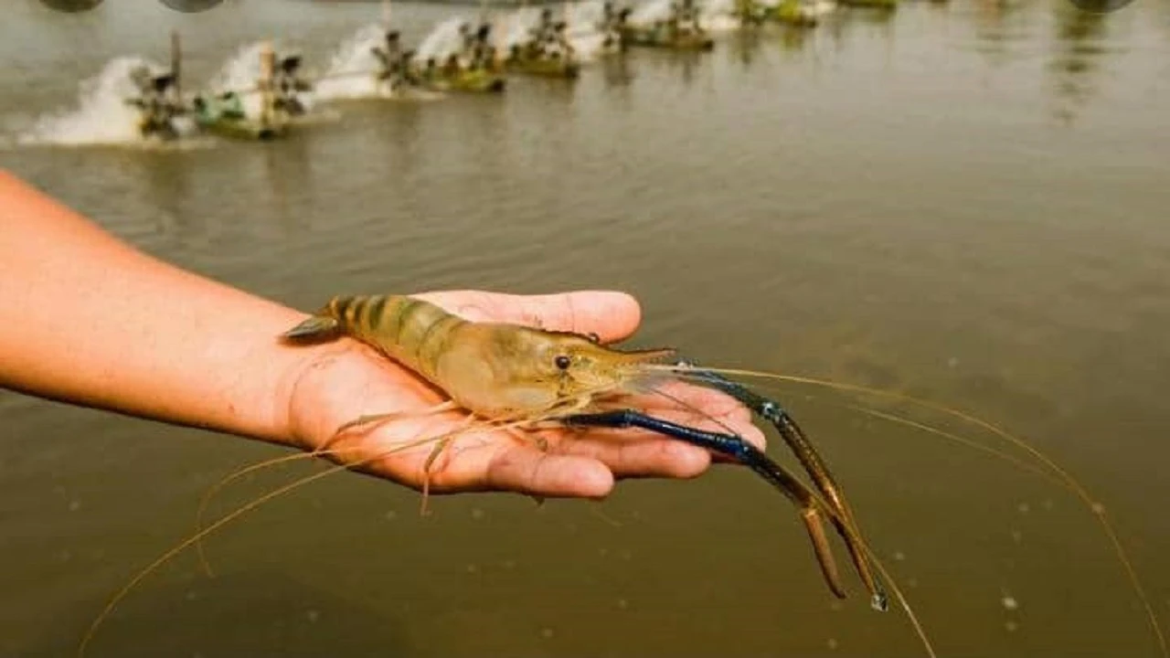 موج جدید نگرانی در «آبزی‌پروری»