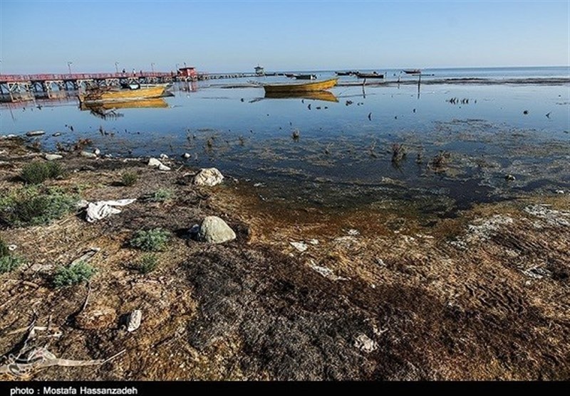نفس‌تنگی یک قلب تالابی: نبرد دانشمندان و مردم برای نجات خلیج گرگان از مرگ تدریجی