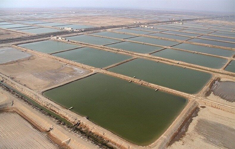 هرمزگان، قطب نوظهور آبزی‌پروری کشور با پتانسیل‌های بی‌بدیل