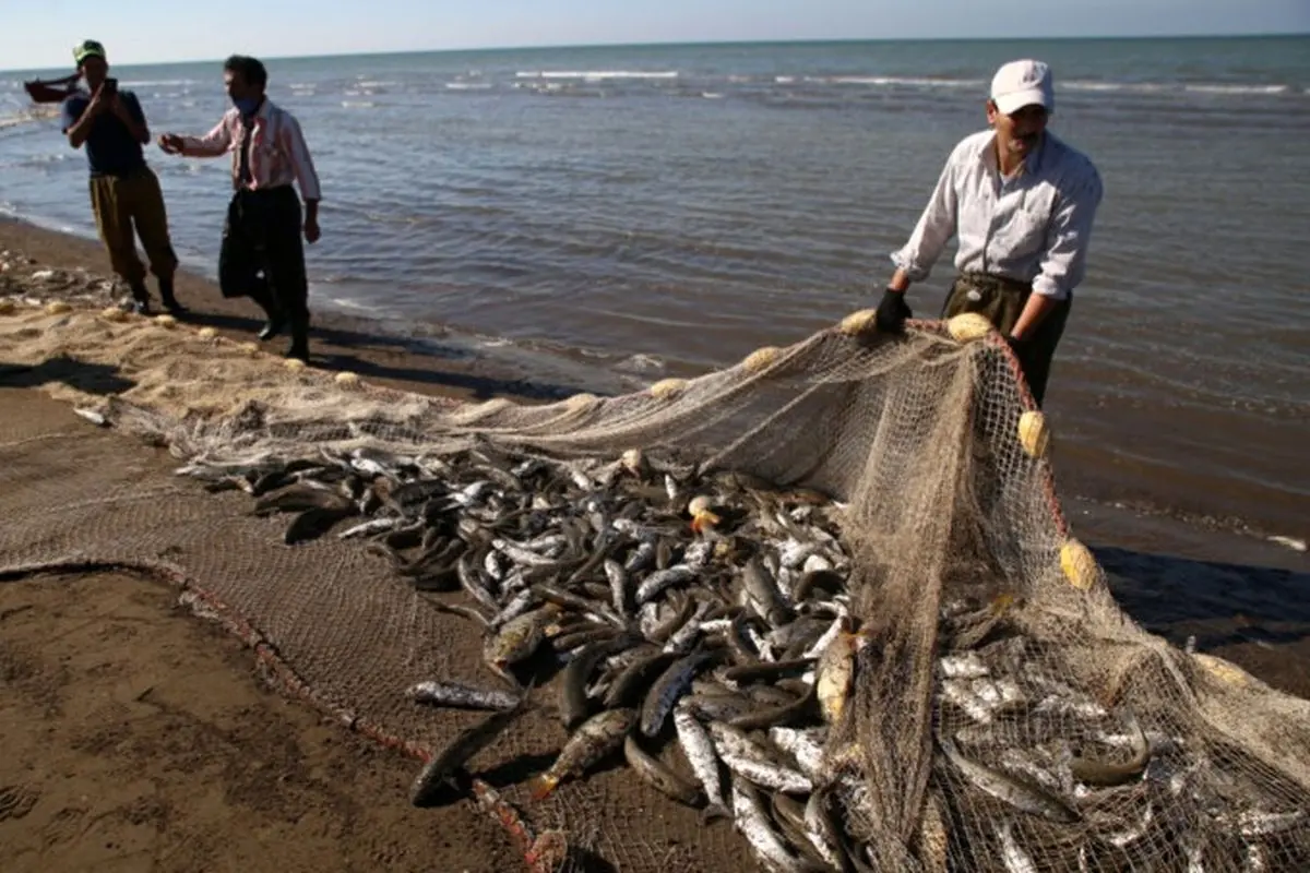پایان صید استخوانی در مازندران (به جز میانکاله) با افزایش ۵ درصدی صید