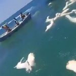 کشتی حامل هزاران گوسفند در خلیج عدن واژگون شد