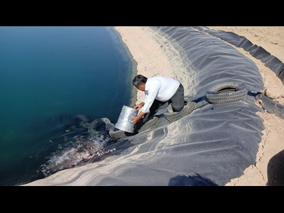رهاسازی آبزیان بومی در ۶ استان همزمان با هفته جهاد کشاورزی