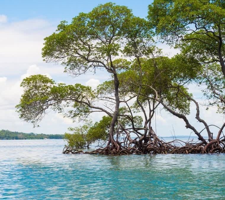 نقش اکوسیستم‌های دریایی در افزایش بهره‌وری و تاب‌آوری صنایع دریایی 