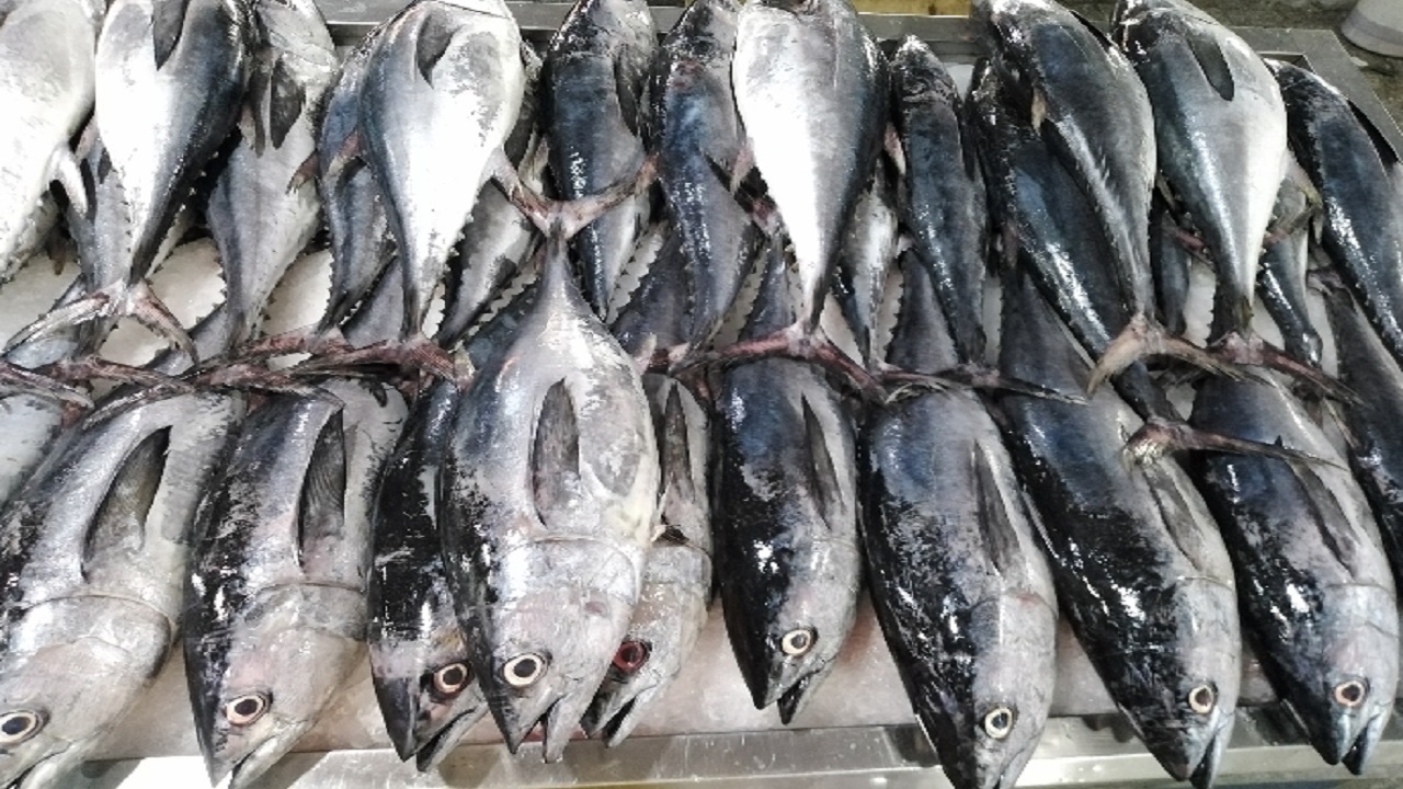 افزایش صید تون‌ماهیان در آب‌های جاسک