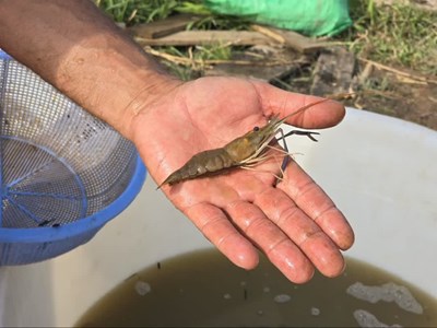 اتمام عملیات تکثیر میگوی آب شیرین در ایستگاه ترویجی شیلات قصرشیرین