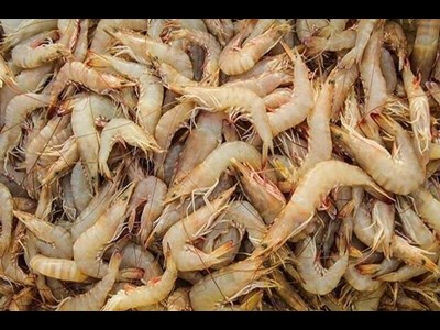 اختصاص بیش از 13 هزار هکتار از اراضی کشور به کشت میگوی پرورشی