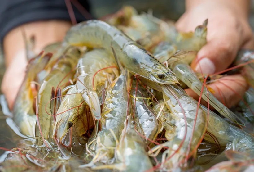 اطلاع رسانی شرایط و ضوابط پرورش کراپ دوم میگو در سایت های استان هرمزگان