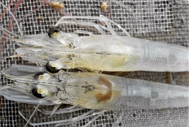 اطلاع رسانی مصوبات نشست تخصصی بررسی وضعیت بروز و شیوع بیماری نکروز هپاتوپانکراس در برخی مزارع پرورش میگوی استان های بوشهر و هرمزگان و راهکارهای مبارزه با آن به اعضای محترم اتحادیه و فعالان صنعت میگوی کشور