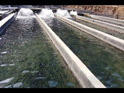 افزایش سرمایه‌گذاری حوزه شیلات به بیش از ۵۰ همت در سال‌جاری