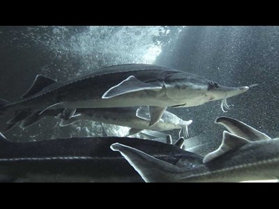 برداشت ۷ کیلو خاویار از یک فیل‌ ماهی در جلفا