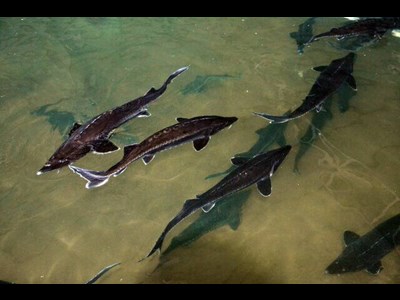 توسعه پرورش ماهیان خاویاری در استخرهای خرد پرورش ماهی منطقه سیستان