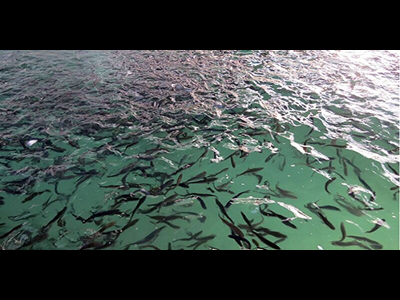 تولید و رهاسازی ۶گونه جدید آبزیان بومی در کشور