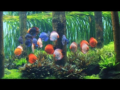 تولید و پرورش ماهیان زینتی در استان آذربایجان شرقی به 18 میلیون قطعه رسید