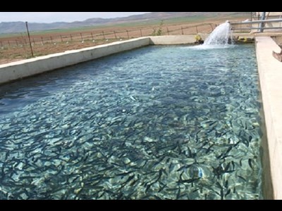 دماوند رتبه دوم تولید ماهیان سردآبی در استان تهران