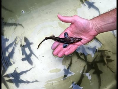 ذخیره‌سازی ۴۵۰۰ قطعه بچه‌ فیل‌ماهی در رودان