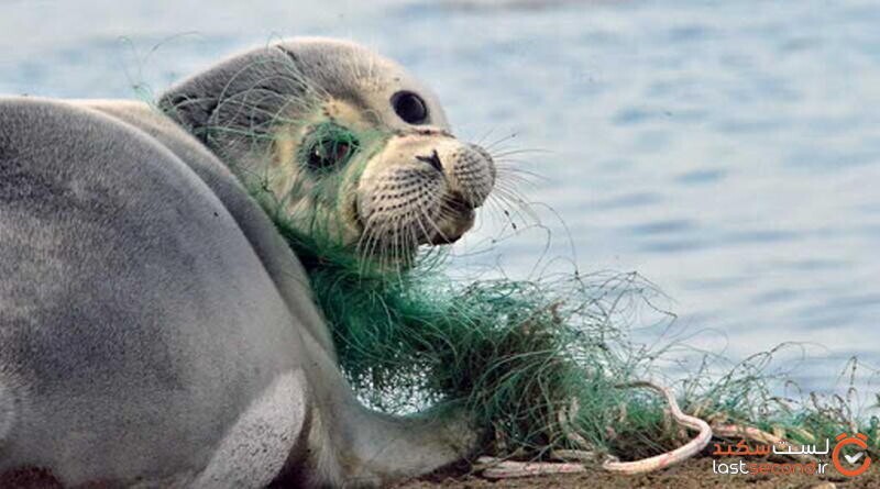 راه‌اندازی دبیرخانه دائمی «برنامه ملی حفاظت از فوک خزری» / هم‌افزایی برای نجات تنها پستاندار بومی کاسپین 