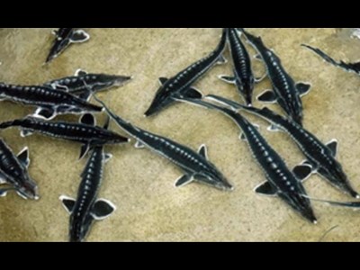 رشد چشمگیر تولید و صادرات ماهیان خاویاری در ایران