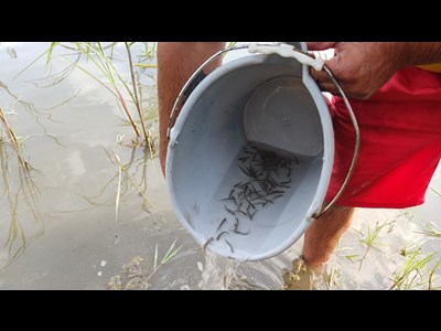 رها سازی بیش از یک میلیون قطعه بچه ماهی در رودخانه شفارود