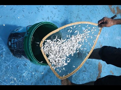 رهاسازی ۴۰ هزار قطعه بچه ماهی دریایی در خوریات ماهشهر