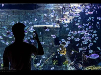 لرستان در مسیر درخشش با صنعت ماهیان زینتی