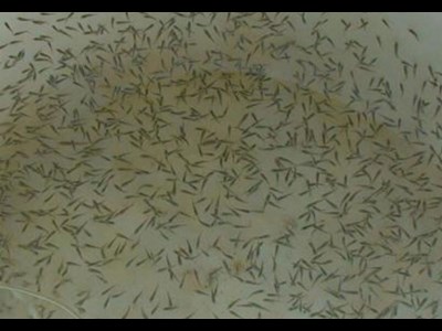 گام‌های بلند برای توسعه پایدار آبزی‌پروری شور