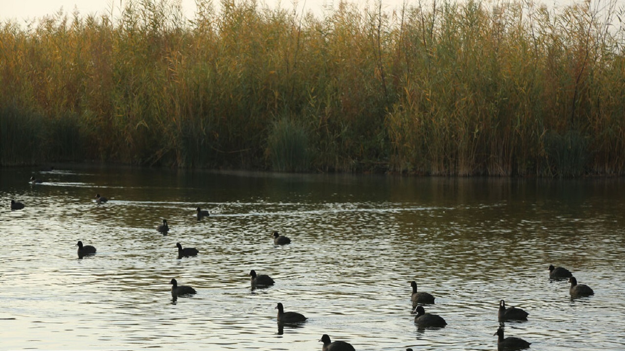 توسعه همکاری‌های فرابخشی در حفاظت از تالاب‌های کشور