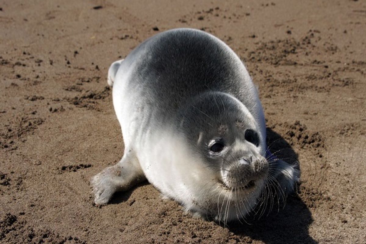 همکاری‌های بین‌المللی در حفاظت از فوک خزری