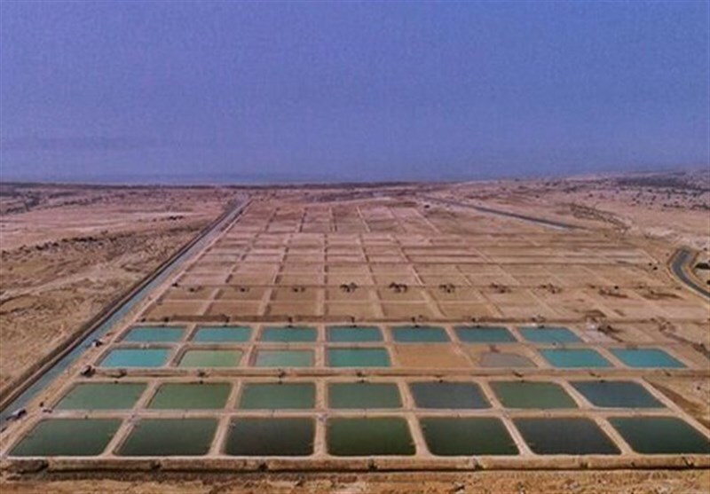 آغاز انقلابی در پایتخت میگوی ایران: شهرک «دلیران» صنعت شیلات بوشهر را متحول می‌کند