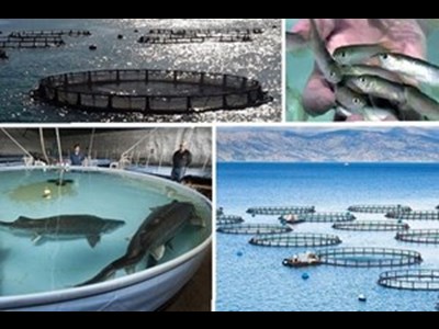 اجرای ۱۷ پروژه اولویت‌دار در حوزه شیلات آغاز شده است