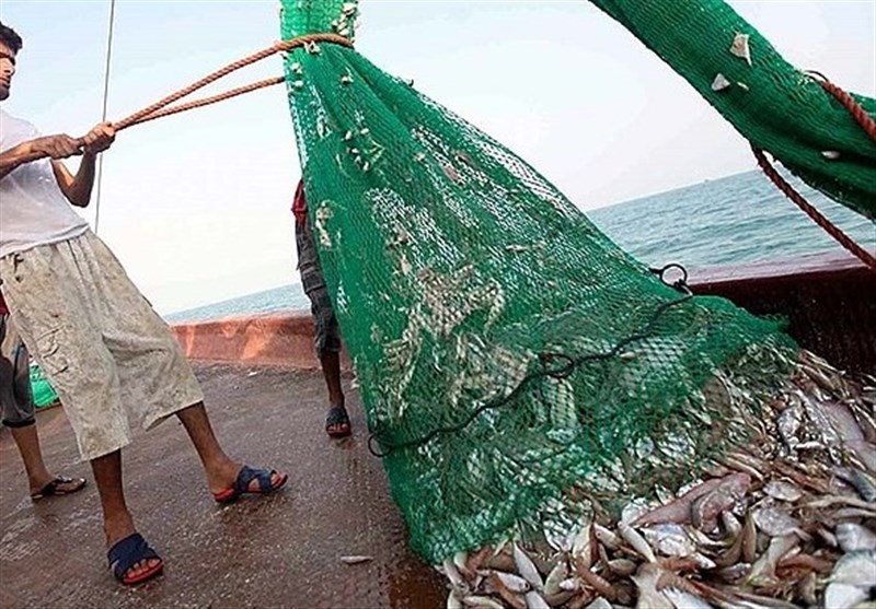 تورهای صیادان بوشهری پربارتر از همیشه؛ صید ۱۱۰۰ تن میگو تنها در ۱۰ روز